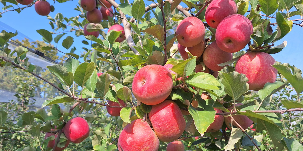 Fuji MelaPiù® al via: volumi stabili e qualità in crescita, la ricerca guida il futuro